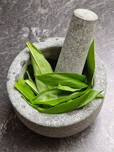 Steirisches Bärlauchpesto - pilzessono.shop - zauberhafte Kinderdinge