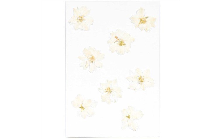 Gepresste Blüten – Rittersporn Weiß, 8 Stück - pilzessono.shop - zauberhafte Kinderdinge