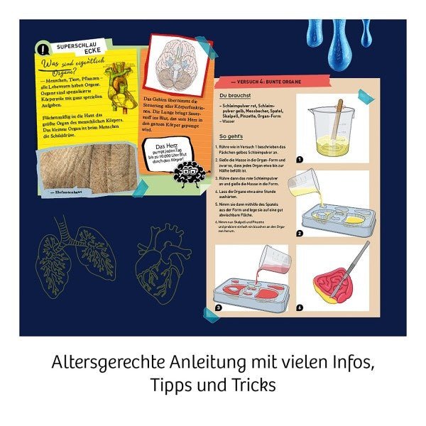 Fun Science Glibber-Organe - pilzessono.shop - zauberhafte Kinderdinge