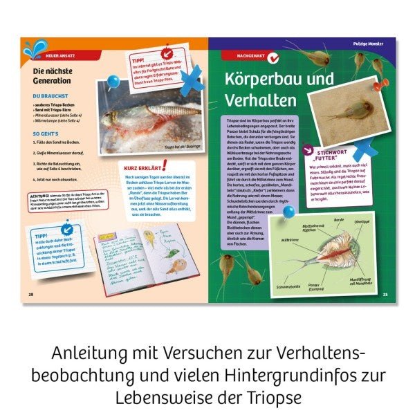 Triops-Welt zum Züchten - pilzessono.shop - zauberhafte Kinderdinge