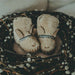 ⋙ Winterschuhe Kapi Exclusive Lining | Alpaca Beige Curly Faux Fur von Donsje ♡ - pilzessono.shop - zauberhafte Kinderdinge
